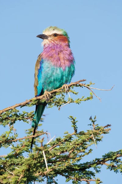 Ellen Goff: Africa, Tanzania. Portrait Of A Lilac-Breasted Roller. by Ellen Goff