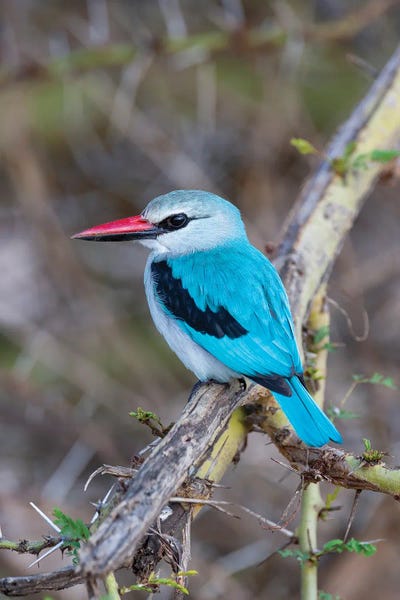 Africa, Tanzania. Portrait Of A Woodland Kingfisher. by Ellen Goff framed canvas print