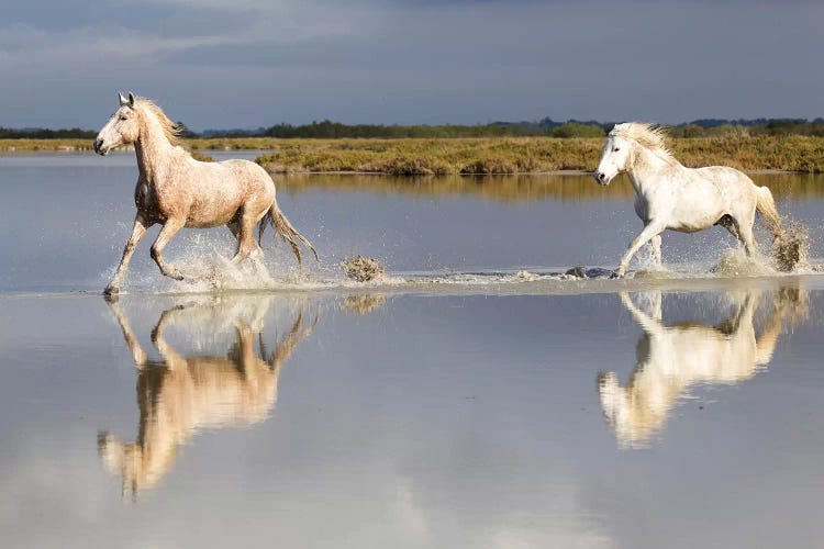 France, The Camargue, Saintes-Maries-de-la-Mer. Camargue horses running through water I
