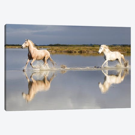France, The Camargue, Saintes-Maries-de-la-Mer. Camargue horses running through water I Canvas Print #EGO13} by Ellen Goff Canvas Art