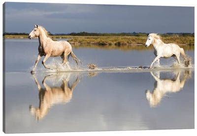 France, The Camargue, Saintes-Maries-de-la-Mer. Camargue horses running through water I Canvas Art Print