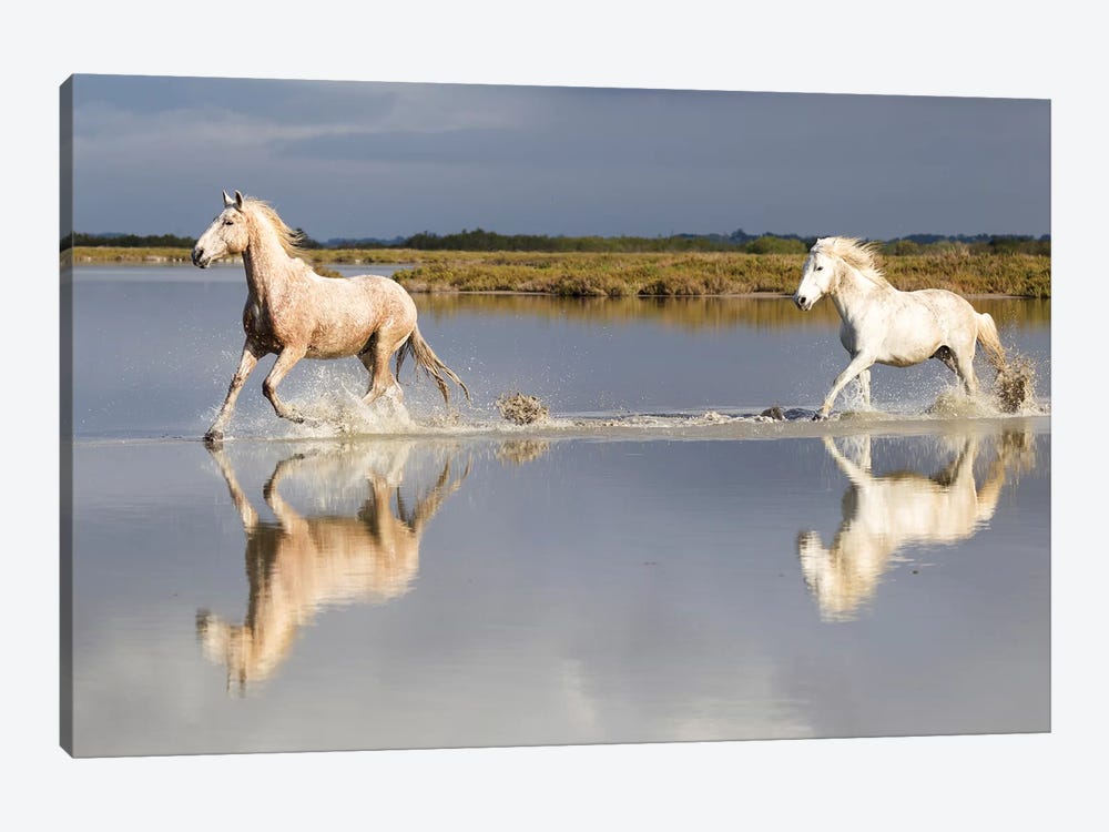 France, The Camargue, Saintes-Maries-de-la-Mer. Camargue horses running through water I by Ellen Goff 1-piece Canvas Artwork