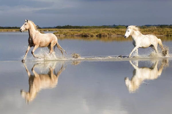 France, The Camargue, Saintes-Maries-de-la-Mer. Camargue horses running through water I