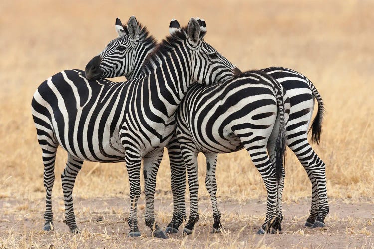 Africa, Tanzania. Two Zebra Stand Together Close To A Third One.