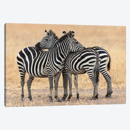 Africa, Tanzania. Two Zebra Stand Together Close To A Third One. Canvas Print #EGO140} by Ellen Goff Canvas Print