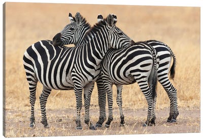 Africa, Tanzania. Two Zebra Stand Together Close To A Third One. Canvas Art Print