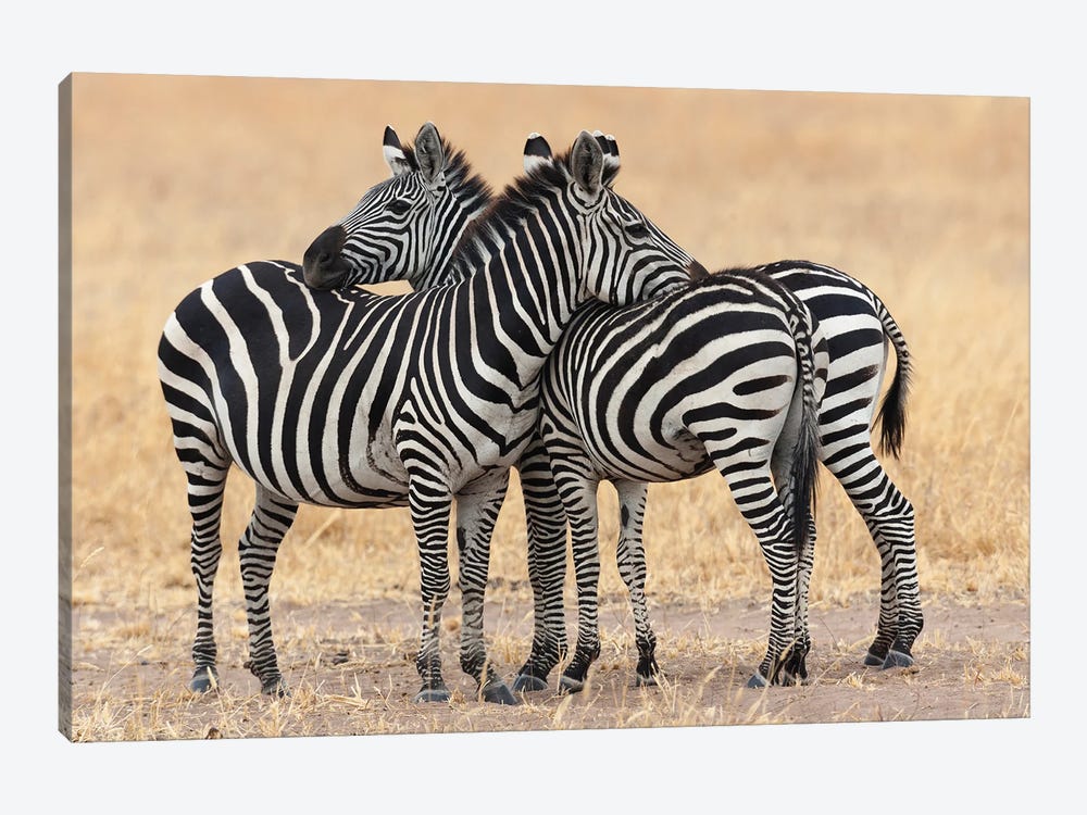 Africa, Tanzania. Two Zebra Stand Together Close To A Third One. by Ellen Goff 1-piece Canvas Artwork
