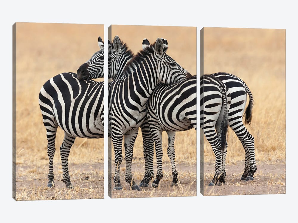 Africa, Tanzania. Two Zebra Stand Together Close To A Third One. by Ellen Goff 3-piece Canvas Artwork