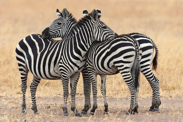 Ellen Goff: Africa, Tanzania. Two Zebra Stand Together Close To A Third One. by Ellen Goff
