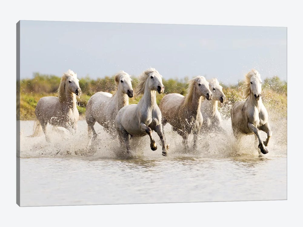 France, The Camargue, Saintes-Maries-de-la-Mer. Camargue horses running through water II by Ellen Goff 1-piece Canvas Art Print