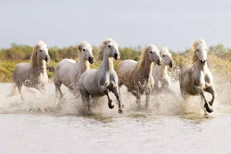 France, The Camargue, Saintes-Maries-de-la-Mer. Camargue horses running through water II