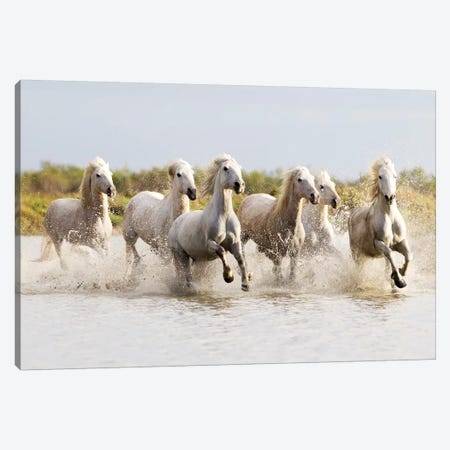 France, The Camargue, Saintes-Maries-de-la-Mer. Camargue horses running through water II Canvas Print #EGO14} by Ellen Goff Canvas Print