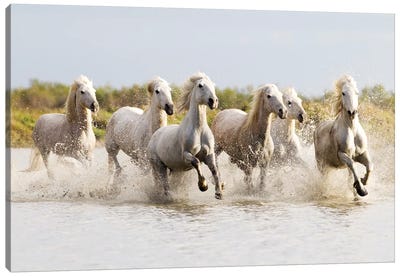 France, The Camargue, Saintes-Maries-de-la-Mer. Camargue horses running through water II Canvas Art Print