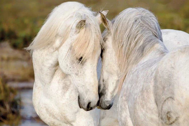 France, The Camargue, Saintes-Maries-de-la-Mer. Two Camargue stallions interacting.