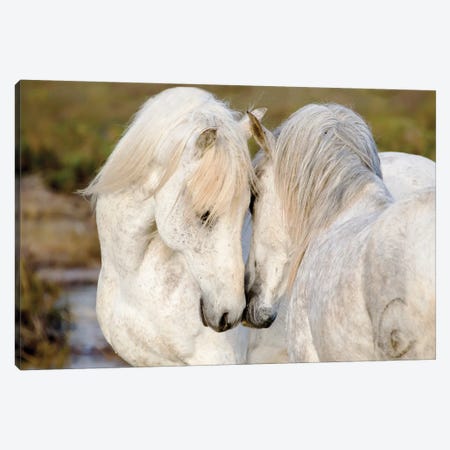 France, The Camargue, Saintes-Maries-de-la-Mer. Two Camargue stallions interacting. Canvas Print #EGO15} by Ellen Goff Art Print