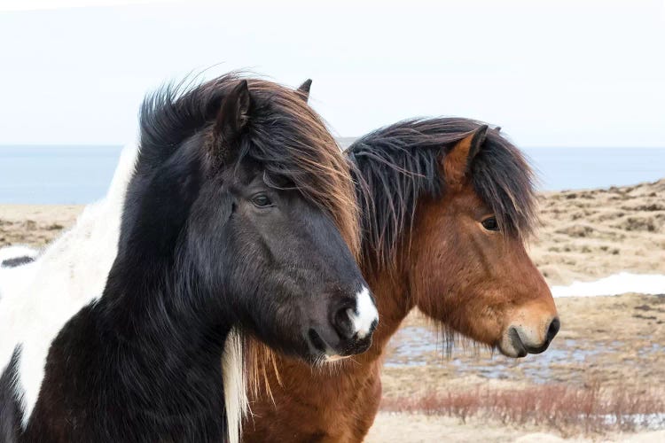 Iceland, Akureyri. Icelandic horses.