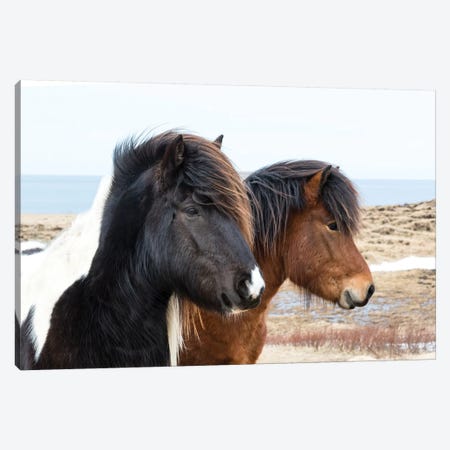 Iceland, Akureyri. Icelandic horses. Canvas Print #EGO16} by Ellen Goff Canvas Print