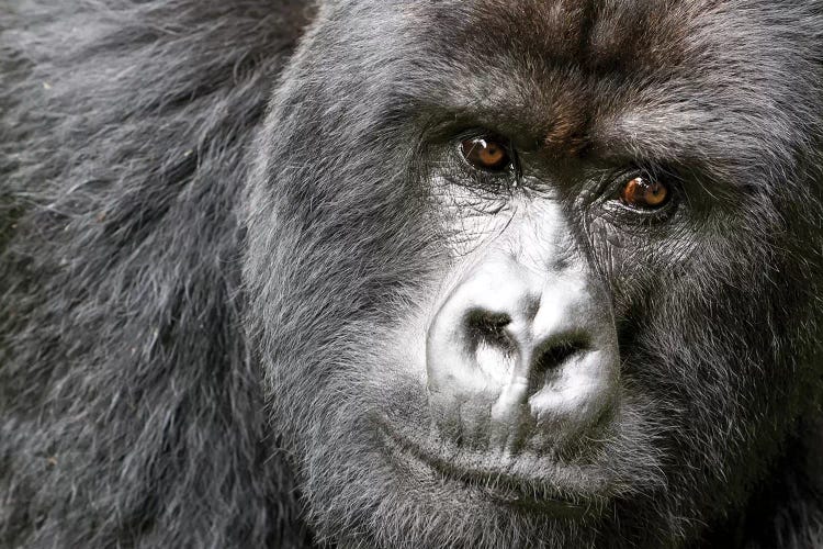 Africa, Rwanda, Volcanoes National Park. Portrait of a silverback mountain gorilla I