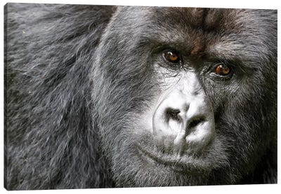 Africa, Rwanda, Volcanoes National Park. Portrait of a silverback mountain gorilla I Canvas Art Print - Primate Art