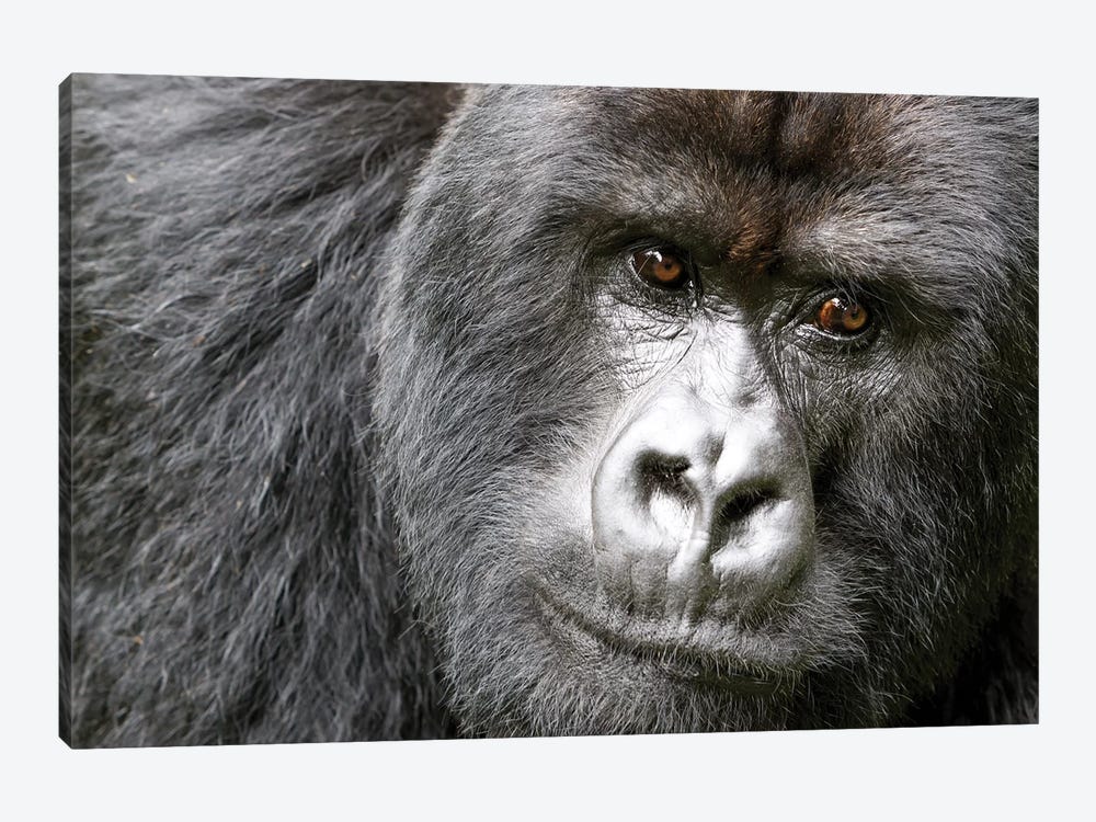 Africa, Rwanda, Volcanoes National Park. Portrait of a silverback mountain gorilla I by Ellen Goff 1-piece Canvas Art