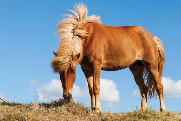 Ellen Goff: Iceland, Lake Myvatn, Icelandic horse. Portrait of an Icelandic horse I by Ellen Goff