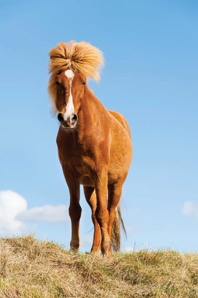 Iceland, Lake Myvatn, Icelandic horse. Portrait of an Icelandic horse II
