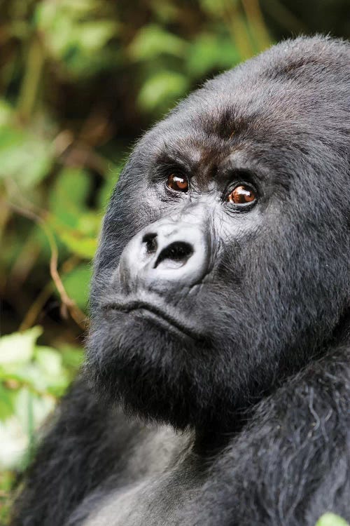Portrait Of A Silverback Mountain Gorilla Ii. Africa, Rwanda, Volcanoes National Park