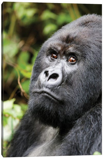 Africa, Rwanda, Volcanoes National Park. Portrait of a silverback mountain gorilla II Canvas Art Print - Primate Art
