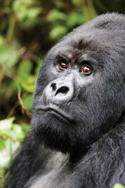 Ellen Goff: Portrait Of A Silverback Mountain Gorilla Ii. Africa, Rwanda, Volcanoes National Park by Ellen Goff