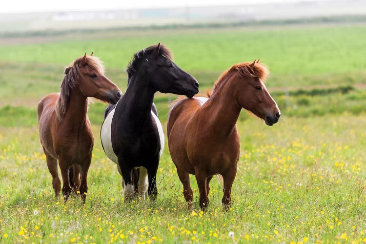 Iceland, Southwest Iceland. Icelandic horses enjoy a wildflower strewn field.