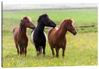 Iceland, Southwest Iceland. Icelandic horses enjoy a wildflower strewn field. Canvas Art Print