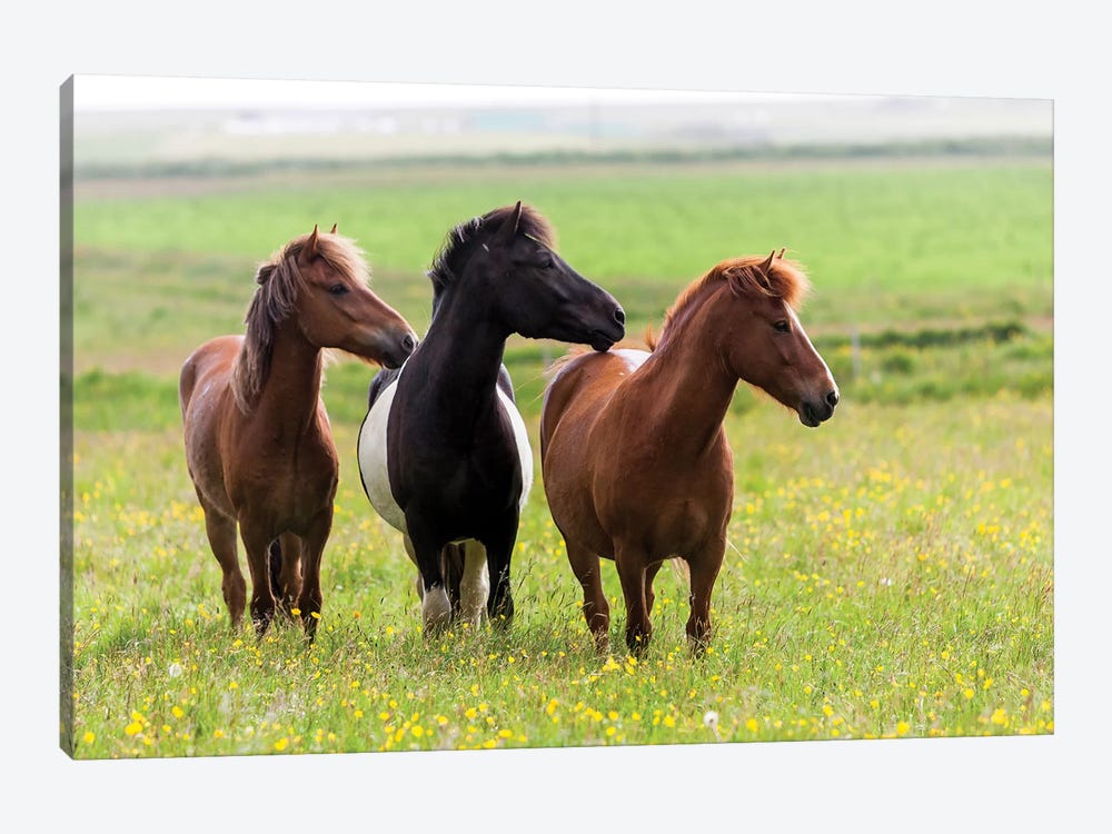 Iceland, Southwest Iceland. Icelandic horses enjoy a wildflower strewn field. 1-piece Canvas Wall Art