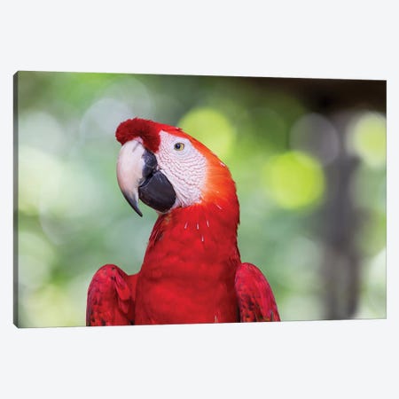 South America, Brazil, Amazon, Manaus, Headshot of a scarlet macaw. Canvas Print #EGO34} by Ellen Goff Canvas Print