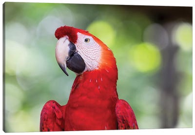South America, Brazil, Amazon, Manaus, Headshot of a scarlet macaw. Canvas Art Print - Macaw Art
