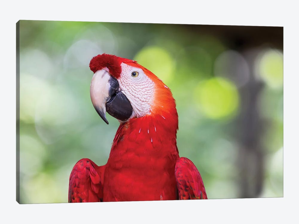 South America, Brazil, Amazon, Manaus, Headshot of a scarlet macaw. by Ellen Goff 1-piece Canvas Art Print