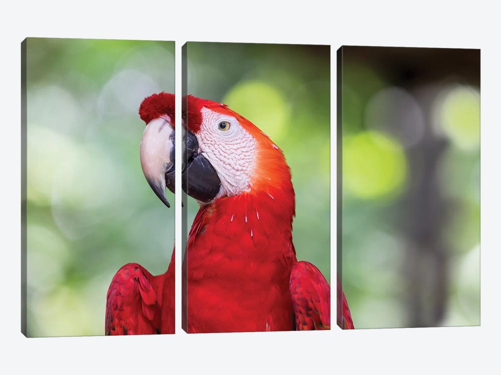 South America, Brazil, Amazon, Manaus, Headshot of a scarlet macaw. by Ellen Goff 3-piece Art Print