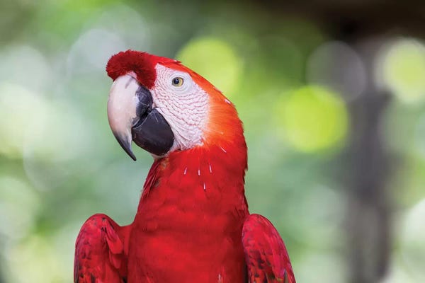 South America, Brazil, Amazon, Manaus, Headshot of a scarlet macaw.