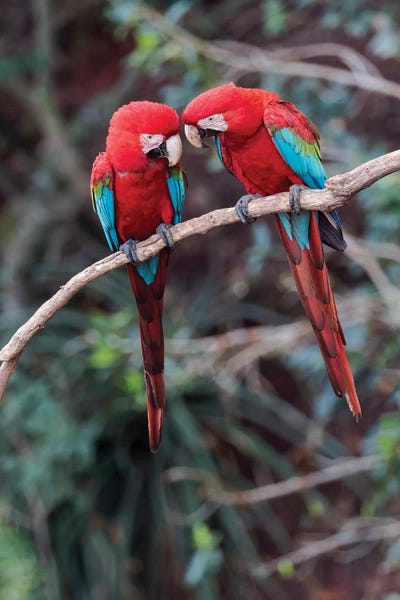 South America, Brazil, Mato Grosso do Sul, Jardim, A pair of red-and-green macaws together. by Ellen Goff art print