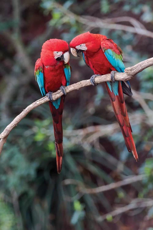 South America, Brazil, Mato Grosso do Sul, Jardim, A pair of red-and-green macaws together.