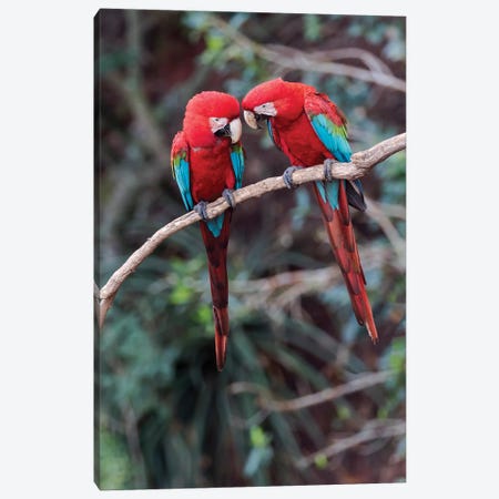 South America, Brazil, Mato Grosso do Sul, Jardim, A pair of red-and-green macaws together. Canvas Print #EGO35} by Ellen Goff Canvas Art Print