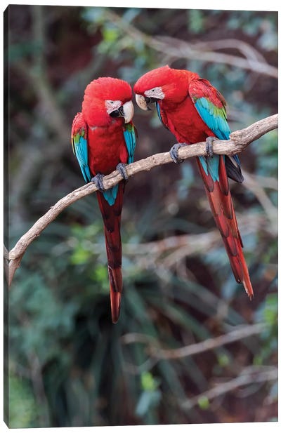 South America, Brazil, Mato Grosso do Sul, Jardim, A pair of red-and-green macaws together. Canvas Art Print - Macaw Art