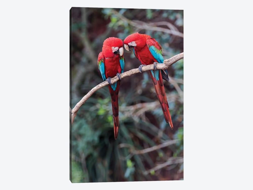 South America, Brazil, Mato Grosso do Sul, Jardim, A pair of red-and-green macaws together. by Ellen Goff 1-piece Canvas Wall Art