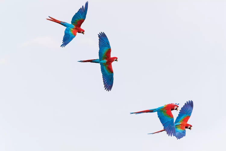 South America, Brazil, Mato Grosso do Sul, Jardim, Red-and-green macaws flying in the sinkhole I