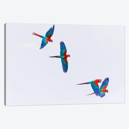 South America, Brazil, Mato Grosso do Sul, Jardim, Red-and-green macaws flying in the sinkhole I Canvas Print #EGO36} by Ellen Goff Canvas Art Print