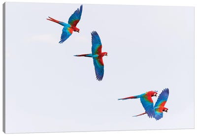 South America, Brazil, Mato Grosso do Sul, Jardim, Red-and-green macaws flying in the sinkhole I Canvas Art Print - Brazil Art