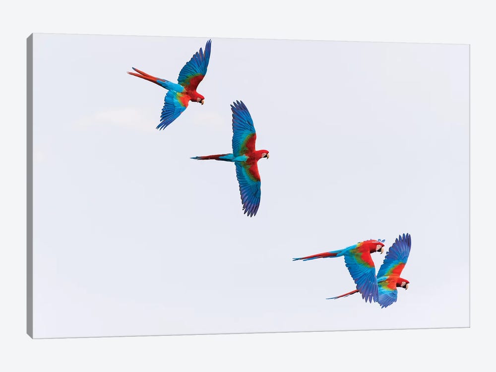 South America, Brazil, Mato Grosso do Sul, Jardim, Red-and-green macaws flying in the sinkhole I by Ellen Goff 1-piece Canvas Print