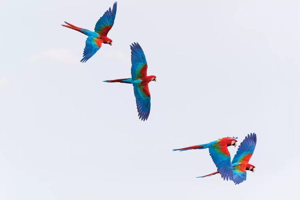South America, Brazil, Mato Grosso do Sul, Jardim, Red-and-green macaws flying in the sinkhole I