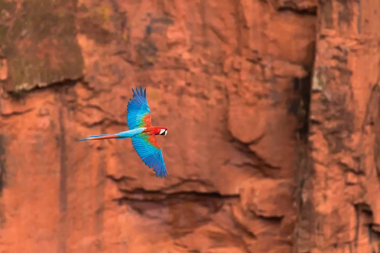 South America, Brazil, Mato Grosso do Sul, Jardim, Red-and-green macaws flying in the sinkhole II