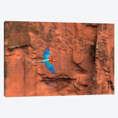 South America, Brazil, Mato Grosso do Sul, Jardim, Red-and-green macaws flying in the sinkhole II Canvas Print #EGO37} by Ellen Goff Canvas Print