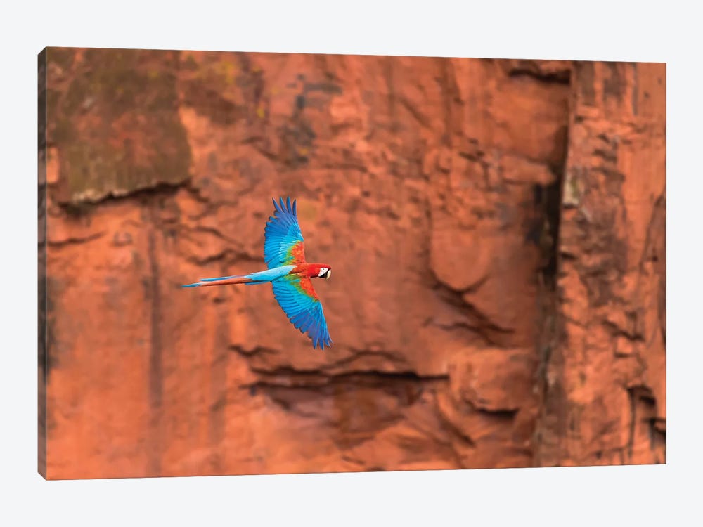 South America, Brazil, Mato Grosso do Sul, Jardim, Red-and-green macaws flying in the sinkhole II by Ellen Goff 1-piece Canvas Wall Art